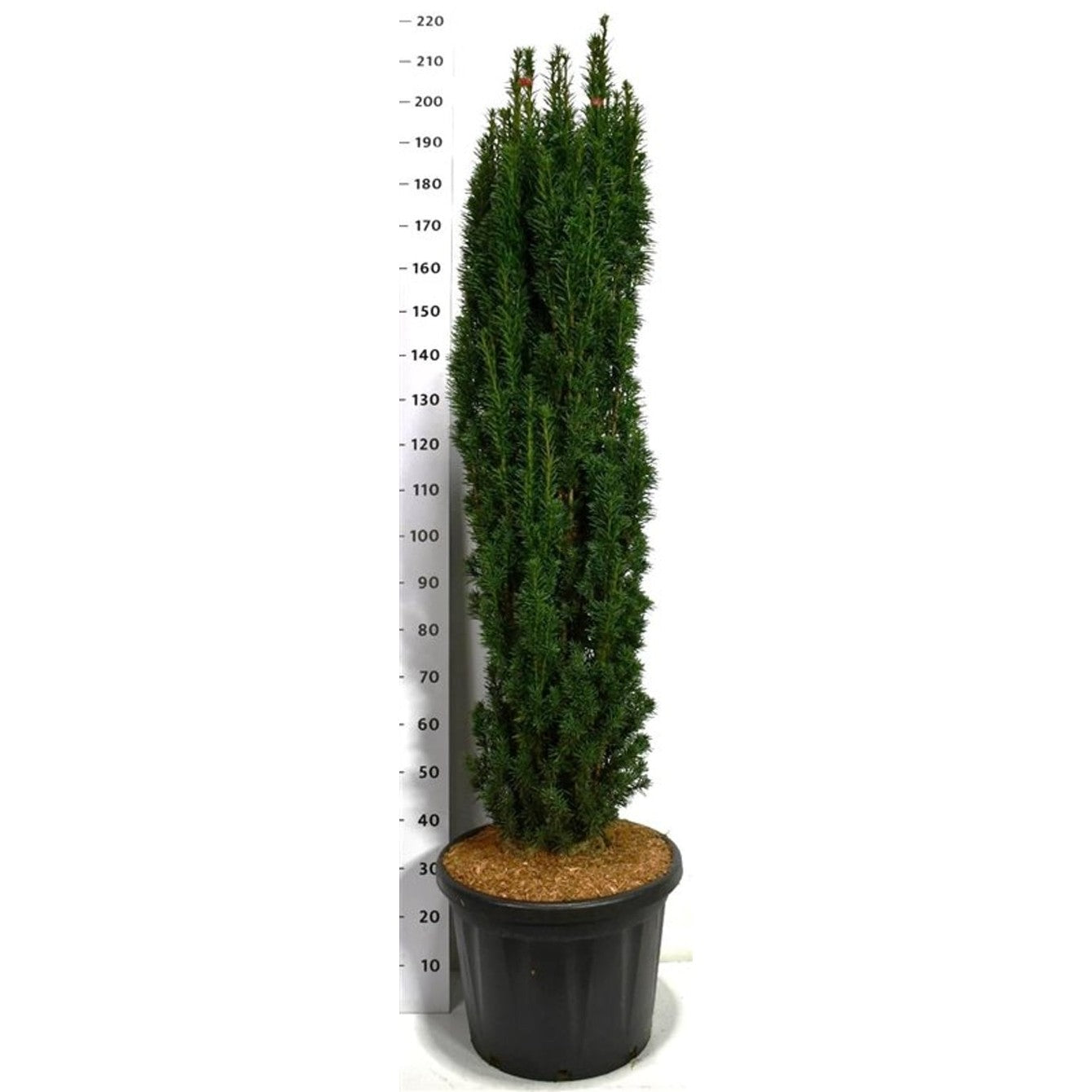 Idegran – Taxus baccata 'Fastigiata Robusta' - C65 120-140 cm. Sol